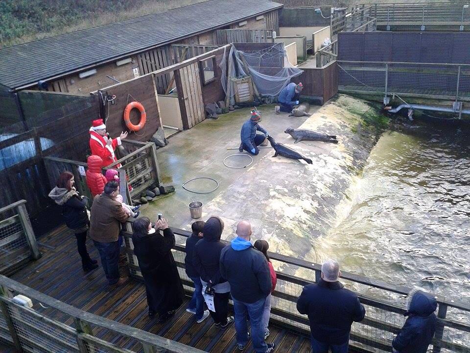 Feeding Time At Deep Sea World