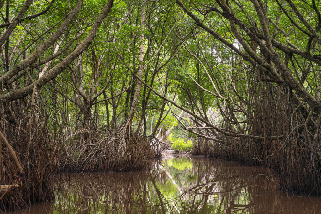 Safari on Bentota River, Sri Lanka
