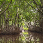 Safari on Bentota River, Sri Lanka