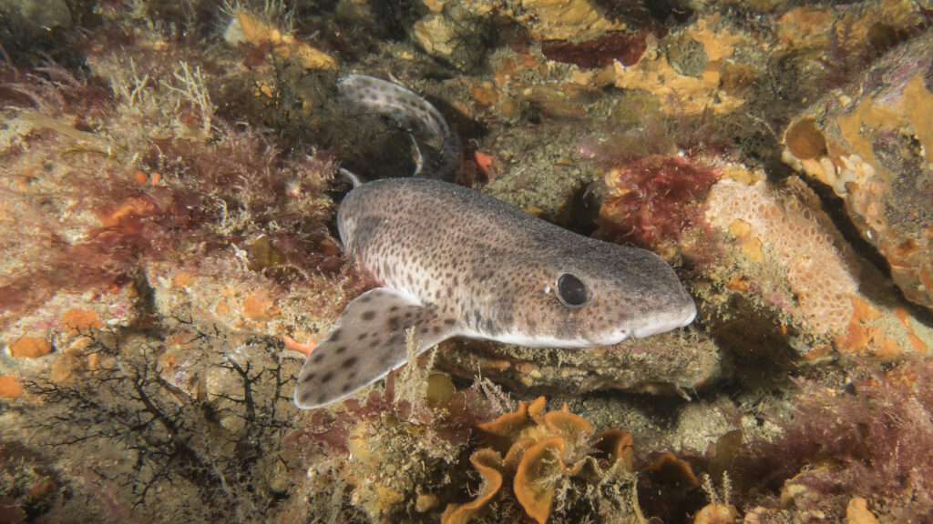 A catshark, also known as a dogfish is seen resting on an underwater reef of seaweeds, sponges, bryozoans and echinoderms