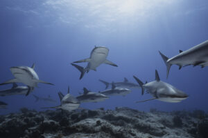 Underwater image of Caribbean Reef Sharks