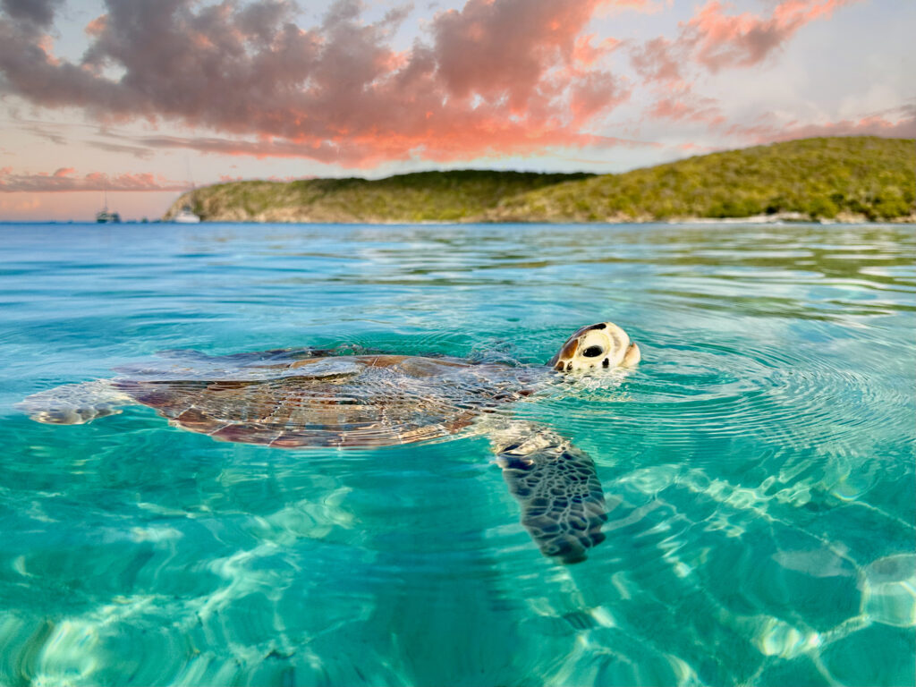 Sea Turtles in The Caribbean