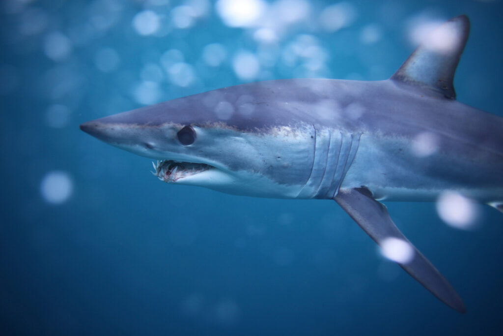 shortfin mako shark, Isurus oxyrinchus, observed off Cape Point, South Africa