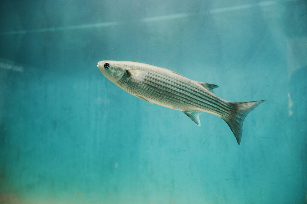 Chelon labrosus (thicklip grey mullet) fish