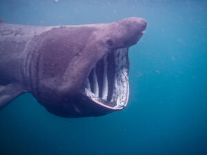 Basking Shark underwater shot taken off the West Coast of Scotland.