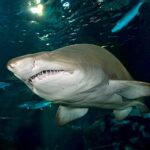Sand Tiger Shark up close. Dark water background with reflection of lights.