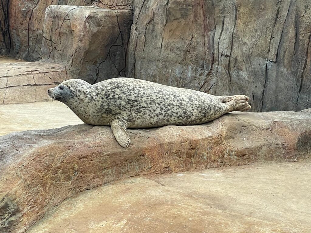 Harbour Seals in Scotland. Deep Sea World Seal Rock Exhibit. Sofus the seal relaxing in exhibition.