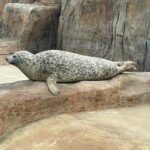 Harbour Seals in Scotland. Deep Sea World Seal Rock Exhibit. Sofus the seal relaxing in exhibition.